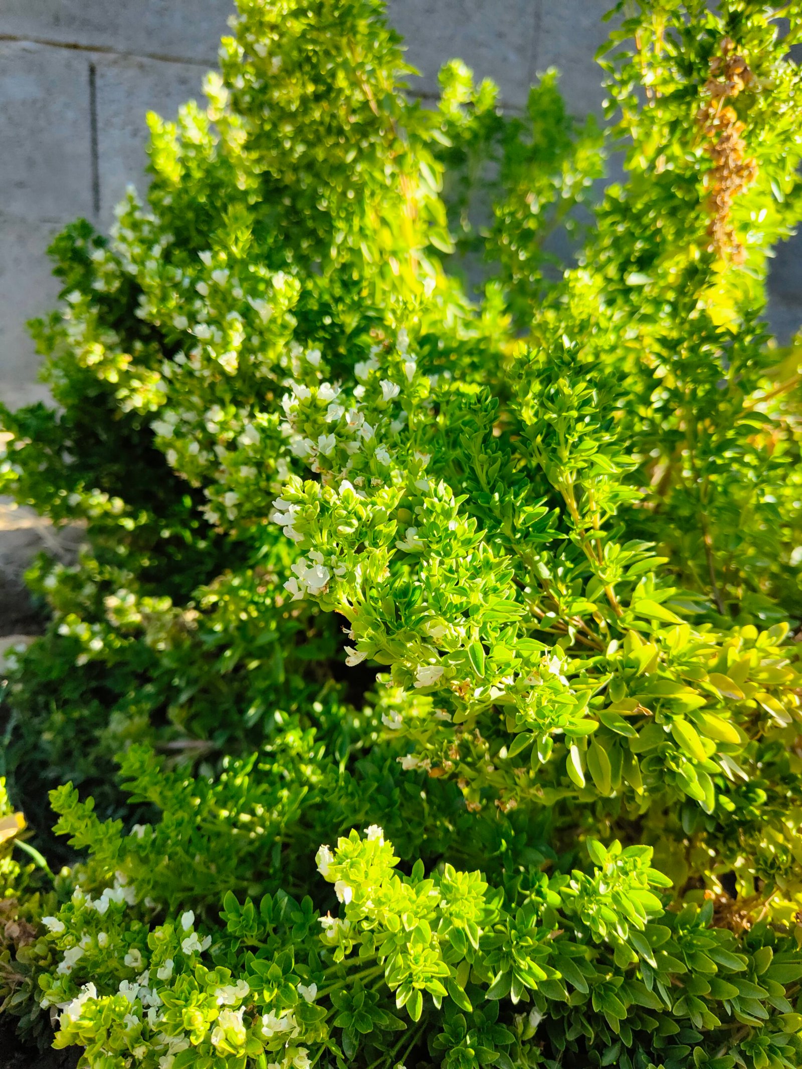 قصة الحجاج بن يوسف مع صبي صغير