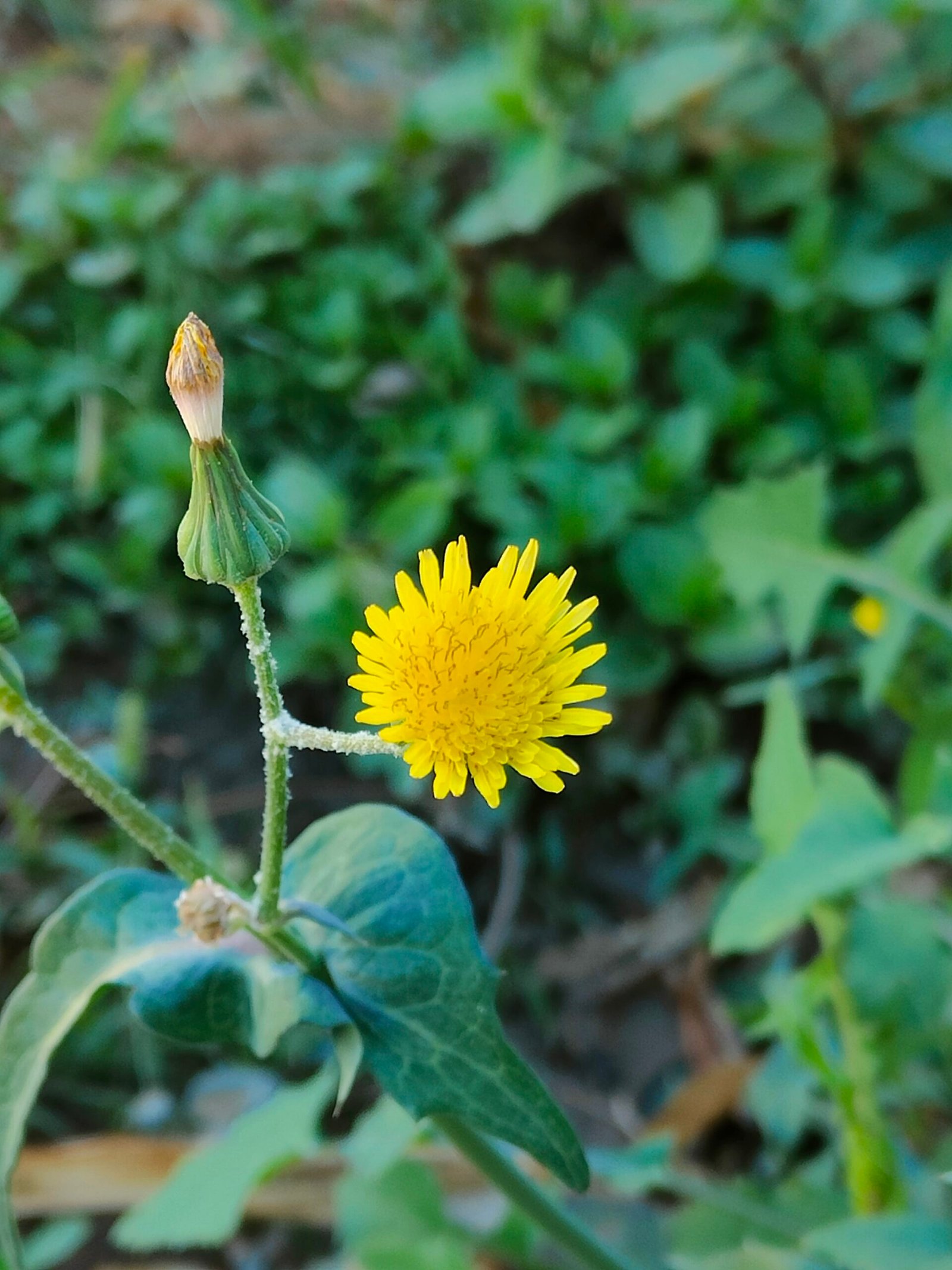 كلمات وخواطر صباحيه