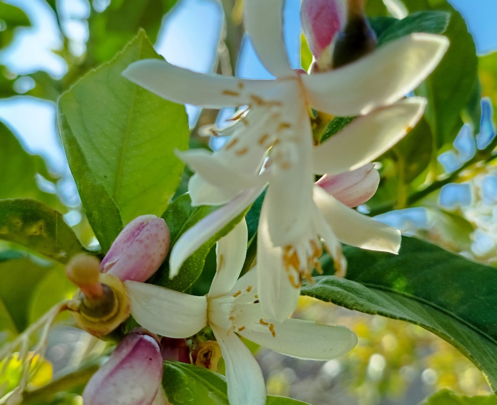 التصوير الفوتوغرافي فن وابتكار في العصر الحديث