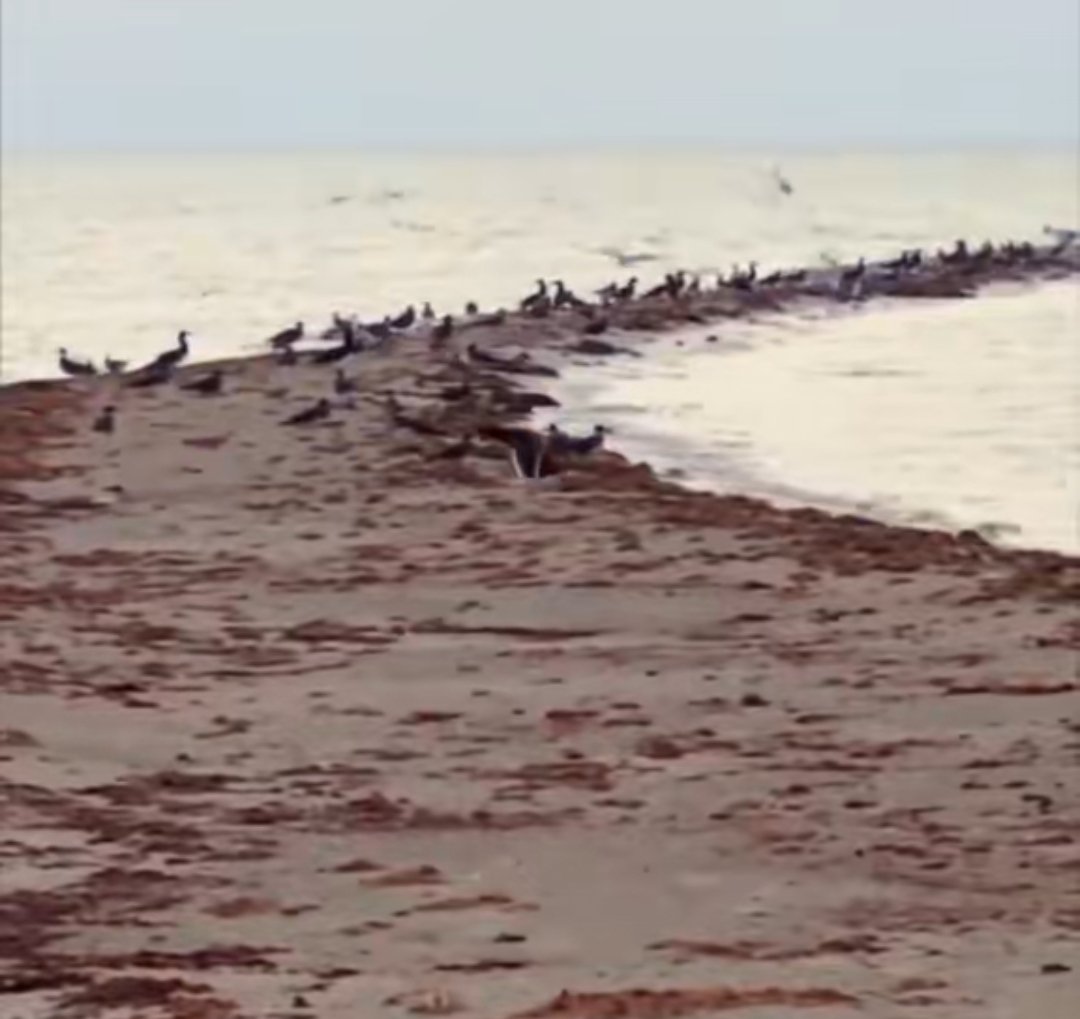 جزيرة أم القشع: لؤلؤة بحرية ساحرة على سواحل المملكة العربية السعودية