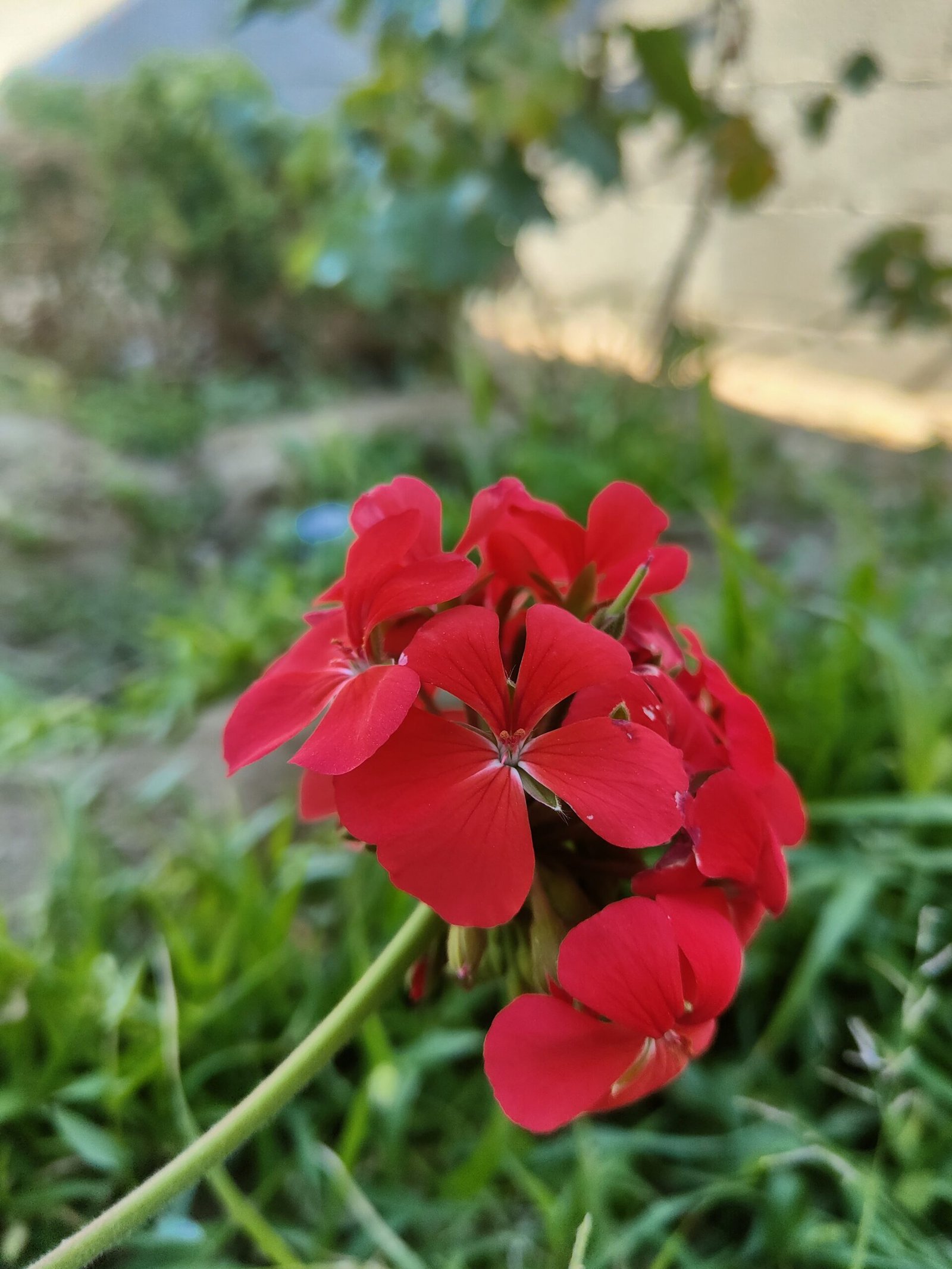 نبات الجيرانيوم